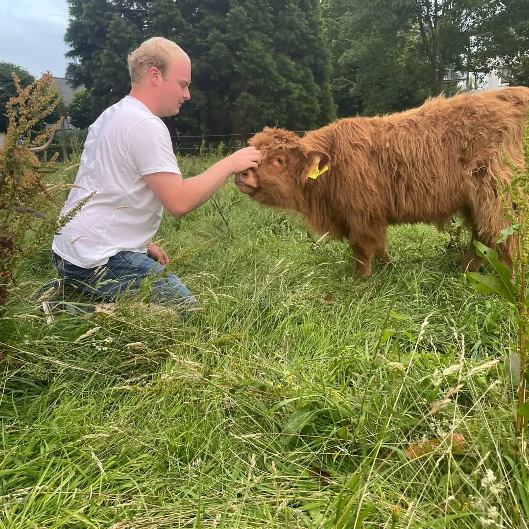 highlandcattlevomgrenzwall-20250508-0001